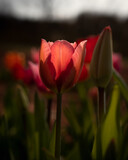 Fototapeta Tulipany - Rote Tulpen
