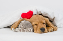 English Cocker Spaniel Puppy Hugs Gray Kitten. Pets Sleep Together Under White Warm Blanket On A Bed At Home. Top Down View