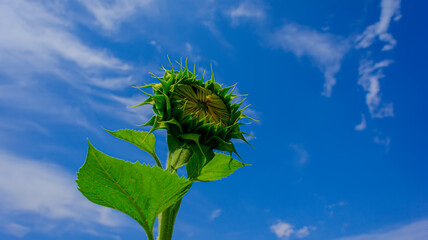 Wall Mural - Green sunflower with green foliage against the background of a field and blue sky, close-up.