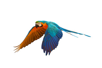 Colorful macaw parrot flying isolated on white