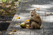 Sitting macaque monkey holding a coconut