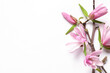 Magnolia tree branches with beautiful flowers on white background, top view