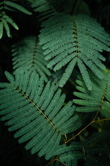 Poster - dark green leaves in the rainy season