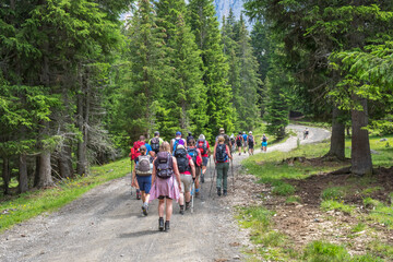 Wall Mural - group of hikers on a path in the forest