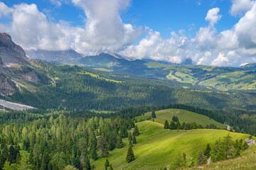 Wall Mural - beautiful view of a forest plateau in the alps