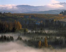 New Zealand, South Island, Otago, Roxburgh, Valley Of The Clutha River, Morning Mood, Woodland, Forest, Landscape, Nature, Fog, Morning, Mood, Trees, 