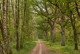 Fototapeta Sawanna - Path in Forest