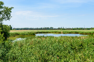 Wall Mural - View on small lake at summer