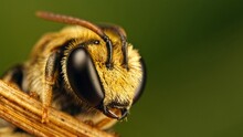 Test Bee