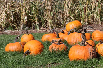 pumpkins at the pumpkin patch