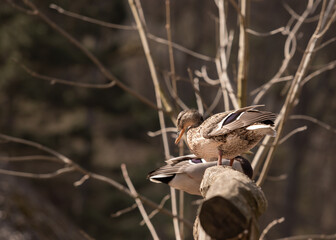 Canvas Print - Wild duck sitting on a tree trunk.