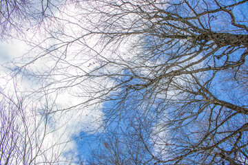 branches against sky