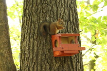 The Squirrel Eats On The Feeder