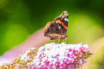 Wall Mural - Red Admiral butterfly, Vanessa atalanta, feeding nectar from a purple butterfly-bush in garden.