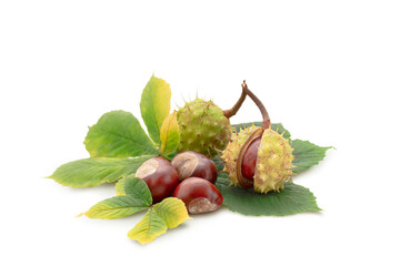 Horse chestnut with yellowing leaves. Isolated on white background with soft shadows.