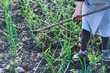 © castellanos80 - Lady working the onion garden. Agricultural concept.