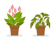 Plant Withering. Two Vector Scenes With A Healthy And A Wilting Plant. Flower Care, House Plant Care Mistakes. Spathiphyllum.