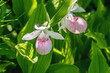 Closeup image of pink Showy Lady's-slipper flowers