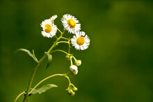 Daisy Fleabane Flowers On A Stem Closeup With Green Blurred Background