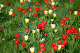 Fototapeta Tulipany - Kolorowe tulipany na rabatach