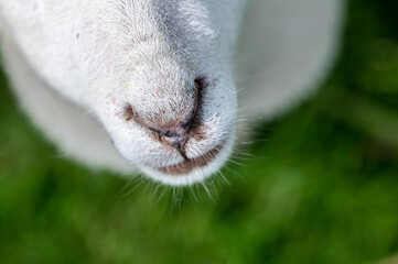 Nose snout of a young lamb