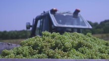 Full Body Of Green Grapes, Under The Open Sky, Against The Background Of A Blue Tractor. Insects Fly By. The Grapes Are Ready To Be Sent To The Factory For The Production Of Wine, Champagne, Juice.