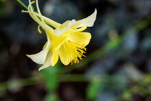 Closeup Of A Yellow Columbine Flowers