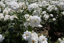 Many Buds Of White Floribunda In The Daytime