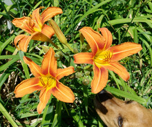 Summer Day Lilies With Curious Dog.