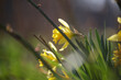 yellow daffodils in early spring