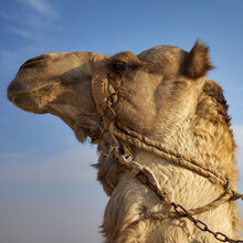 Camel Head Profile