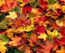 Colourful Autumn Leaves, 