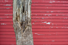 The Base Of A Large Rotting Tree With Bark And Damage To The Exterior Layers. The Tree Is In Front Of A Bright Red Wooden Clapboard Exterior Wall Of A House. The Paint Is Peeling On The Wall.