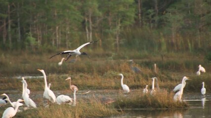 wood stork bird flying at big cypress national preserve habitat in slow motion