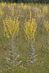 Wall Mural - mullein sinuous