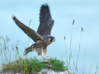 Wall Mural - Peregrine falcon (Falco peregrinus)