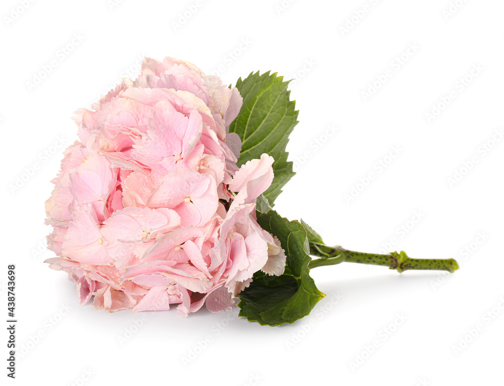 Beautiful hydrangea flowers on white background