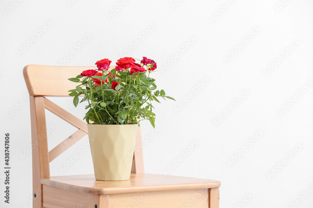 Beautiful red rose in pot on chair near light wall