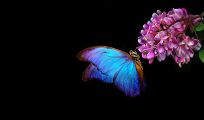 Wall Mural - bright blue tropical morpho butterfly on pink acacia flowers isolated on black