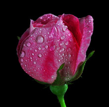 Pink Rose Bud In Dew Drops Isolated On Black