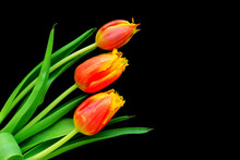 Three Red And Yellow Tulips On Black Background