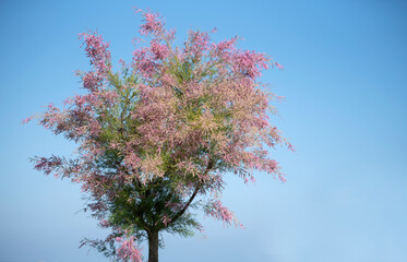 photography of a colorful floral tree