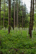 young trees in a beech forest in plastic tubes