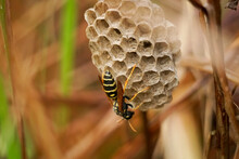 Common Wasp Nest (Vespula Vulgaris) In The Grass. A Wasp In Its Nest. The Wasp At The Hive