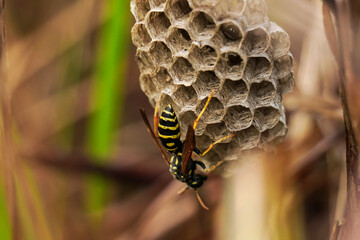 Wall Mural - Common Wasp nest (Vespula vulgaris) in the grass. A wasp in its nest. The wasp at the hive