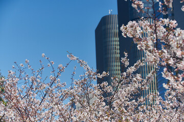 Sticker - 中之島の桜