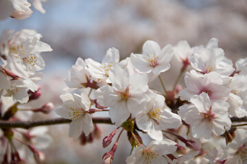 Wall Mural - 中之島の桜