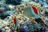Fototapeta Do akwarium - Coral fish - Crown butterflyfish - Chaetodon paucifasciatus  in red sea 