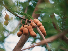 Ripe Tamarind Fruit Haging On Tamarind Tree Branch And Small Tamarind Leaves
