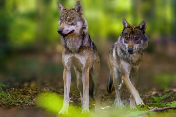 Wolf in the forest looking for prey